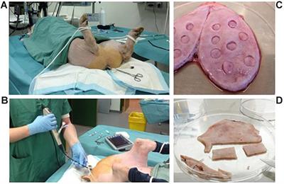 A <mark class="highlighted">Porcine Model</mark> for Urinary Tract Infection